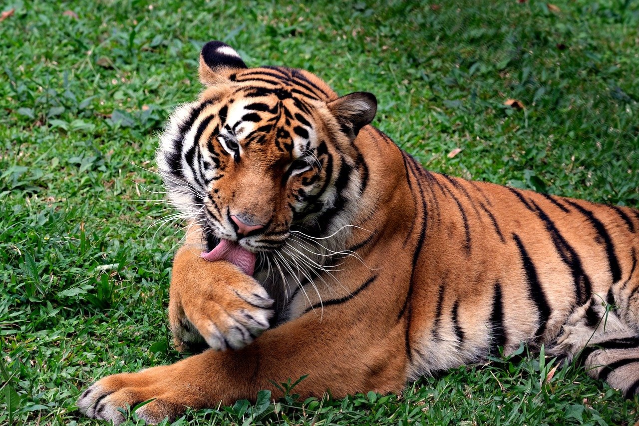The Mighty Bengal Tiger (image credits: pixabay)