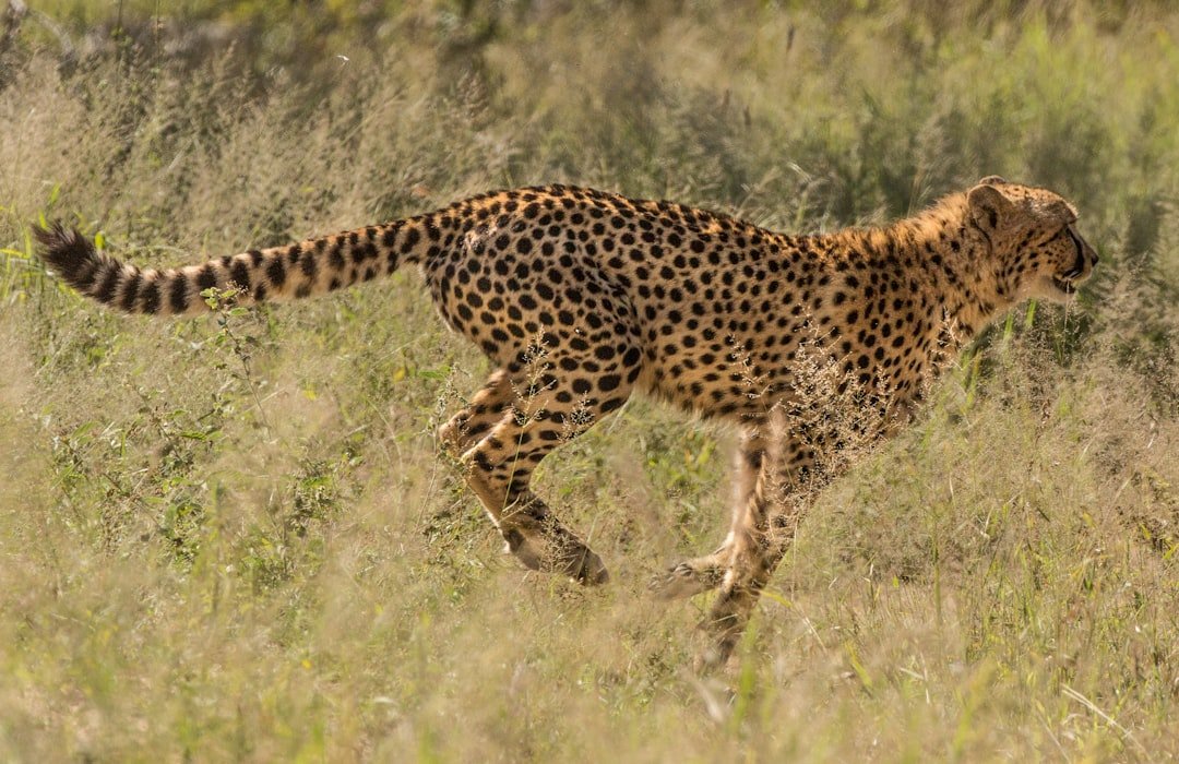 The Resilient Cheetah (image credits: unsplash)