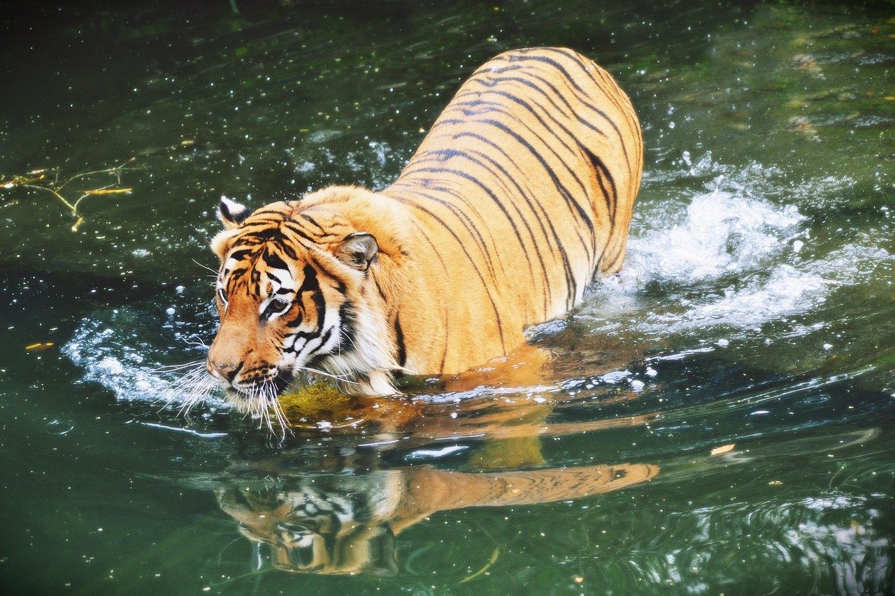 The Majestic Sumatran Tiger (image credits: pixabay)