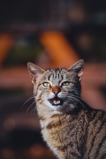 5. Tail Language (image credits: pexels)