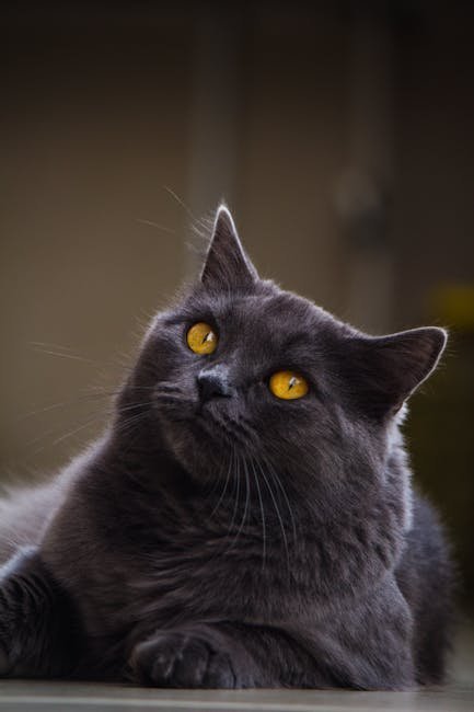 Chartreux: The Silent Hunter (image credits: pexels)