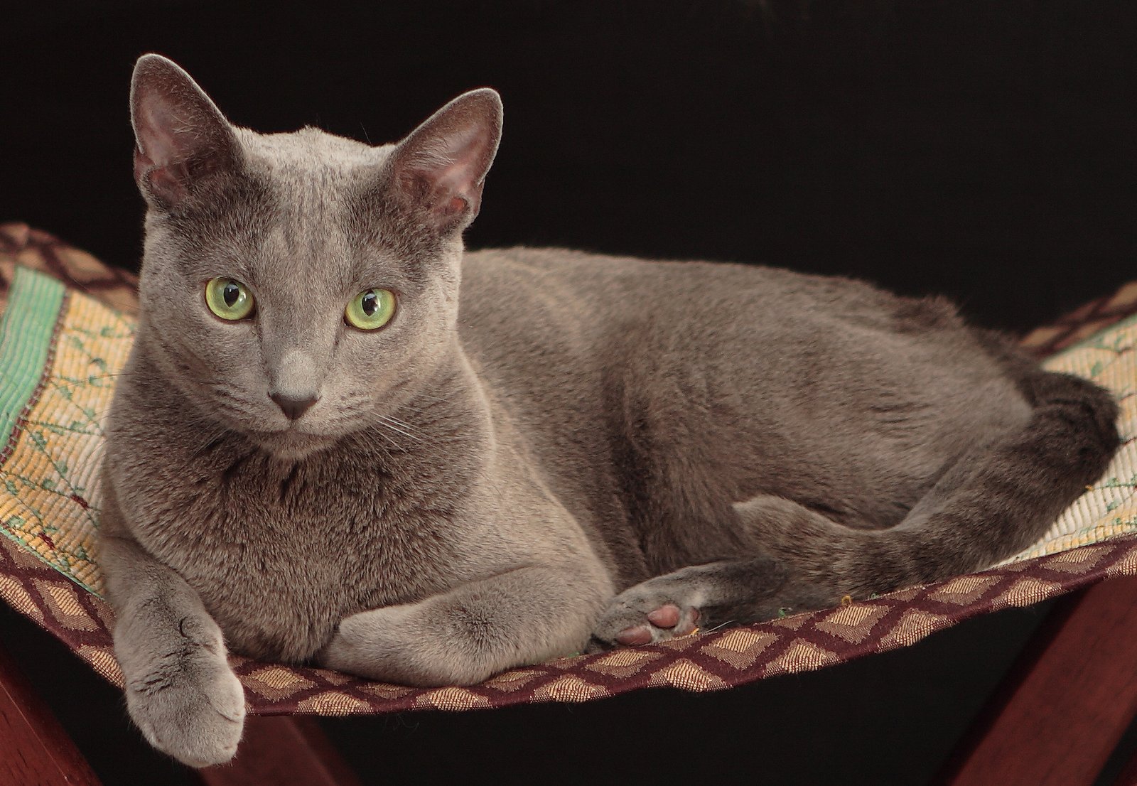 Russian Blue: The Elegant Observer (image credits: wikimedia)