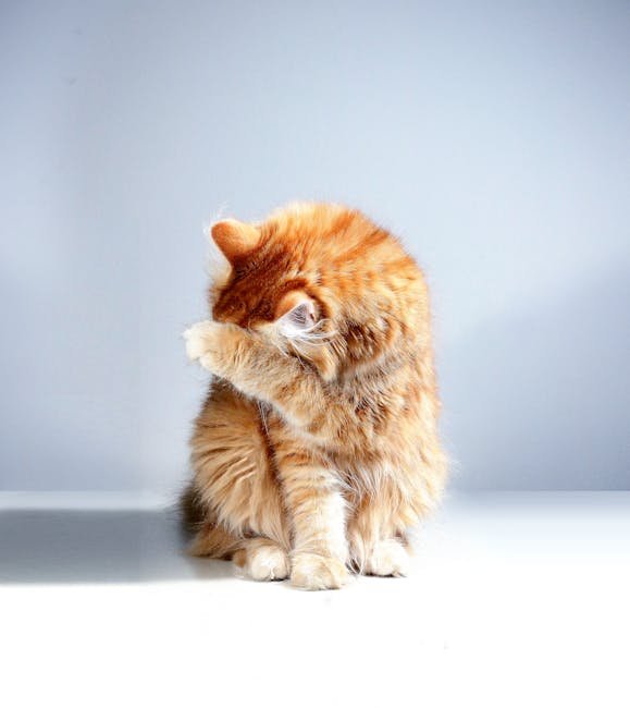 Engage with Hide and Seek (image credits: pexels)
