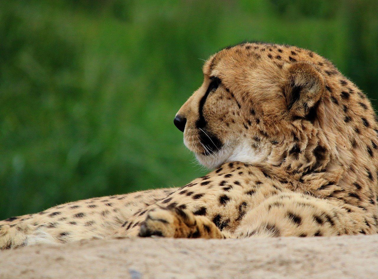 The Cheetah's Struggle: Adapting to a Changing World (image credits: pixabay)