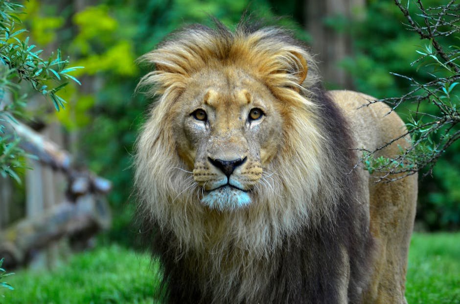 The Lion's Pride: Social Dynamics and Leadership (image credits: pexels)