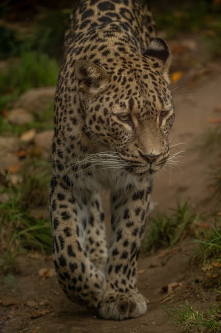 The Ocelot's Odyssey: A Journey Through the Americas (image credits: pexels)
