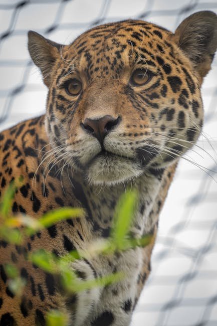 The Margay's Marvel: A Study in Agility (image credits: pexels)