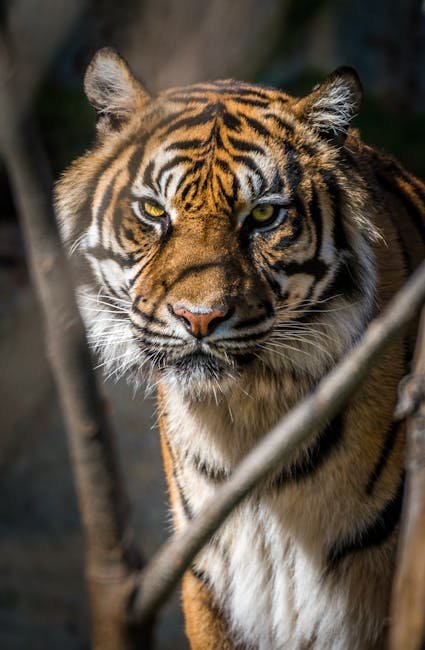 The Fishing Cat's Habitat: A Study in Adaptation (image credits: pexels)