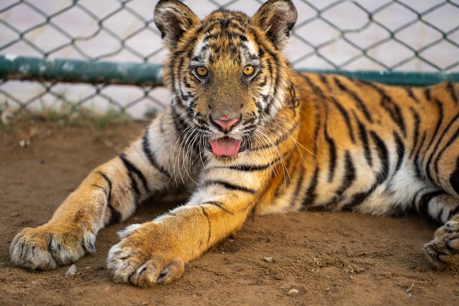 The Asiatic Lion's Legacy: A Conservation Triumph (image credits: pexels)