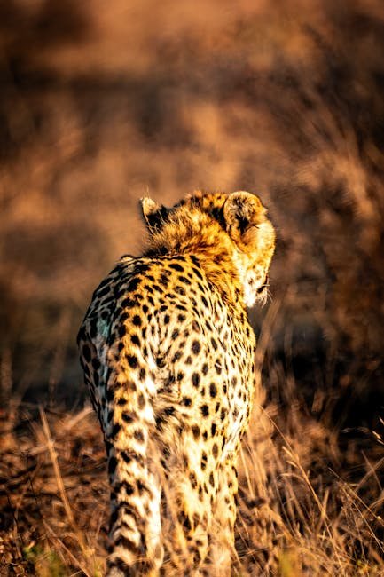 The African Golden Cat's Mystery: Unveiling the Unknown (image credits: pexels)