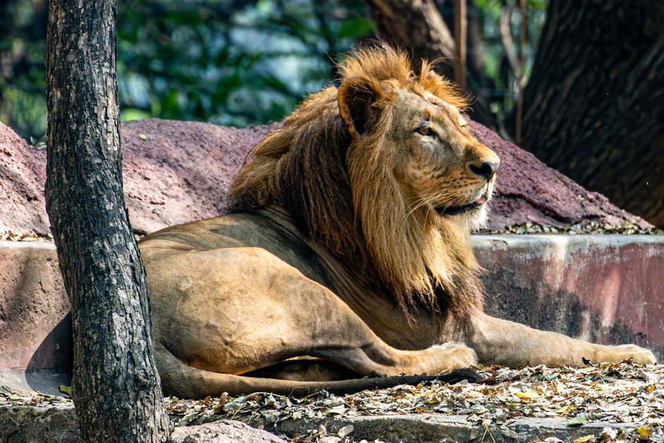 Lion: The King’s Roar (image credits: pexels)