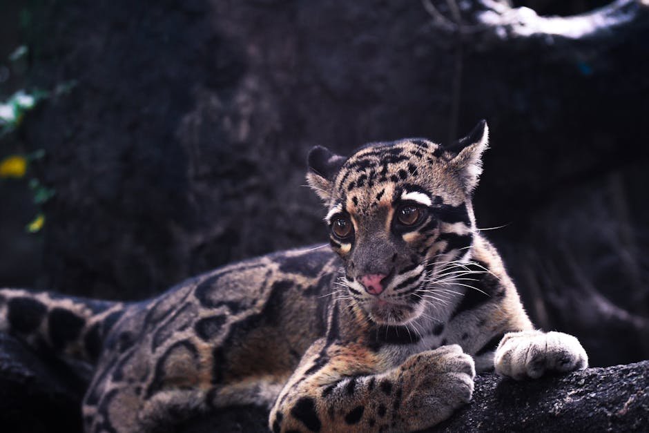 Clouded Leopard: The Low Moan (image credits: pexels)