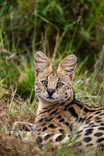 Serval: The High-Pitched Call (image credits: pexels)