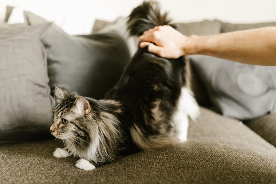 Tail Language: Telling Tails (image credits: pexels)
