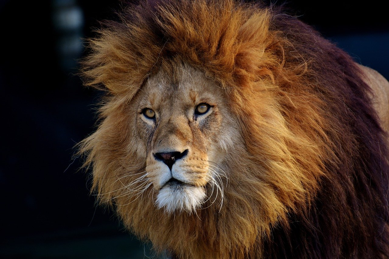 Lions: The Social Communicators (image credits: pixabay)