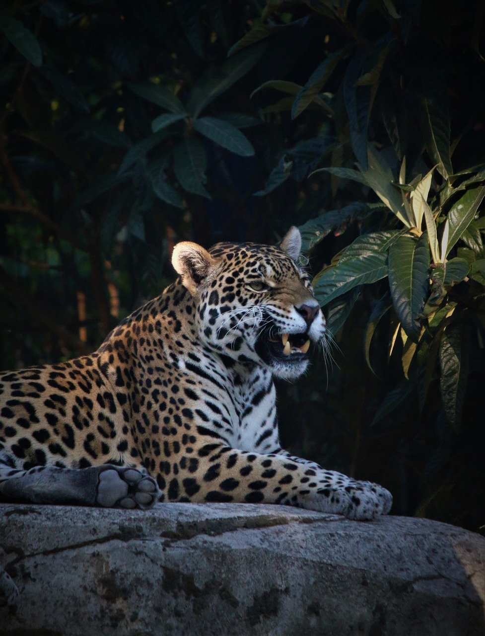 Jaguars: The Jungle Whisperers (image credits: pixabay)