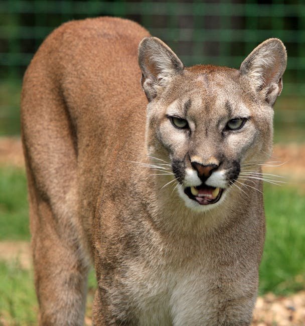 Pumas: The Mountain Shadows (image credits: pexels)