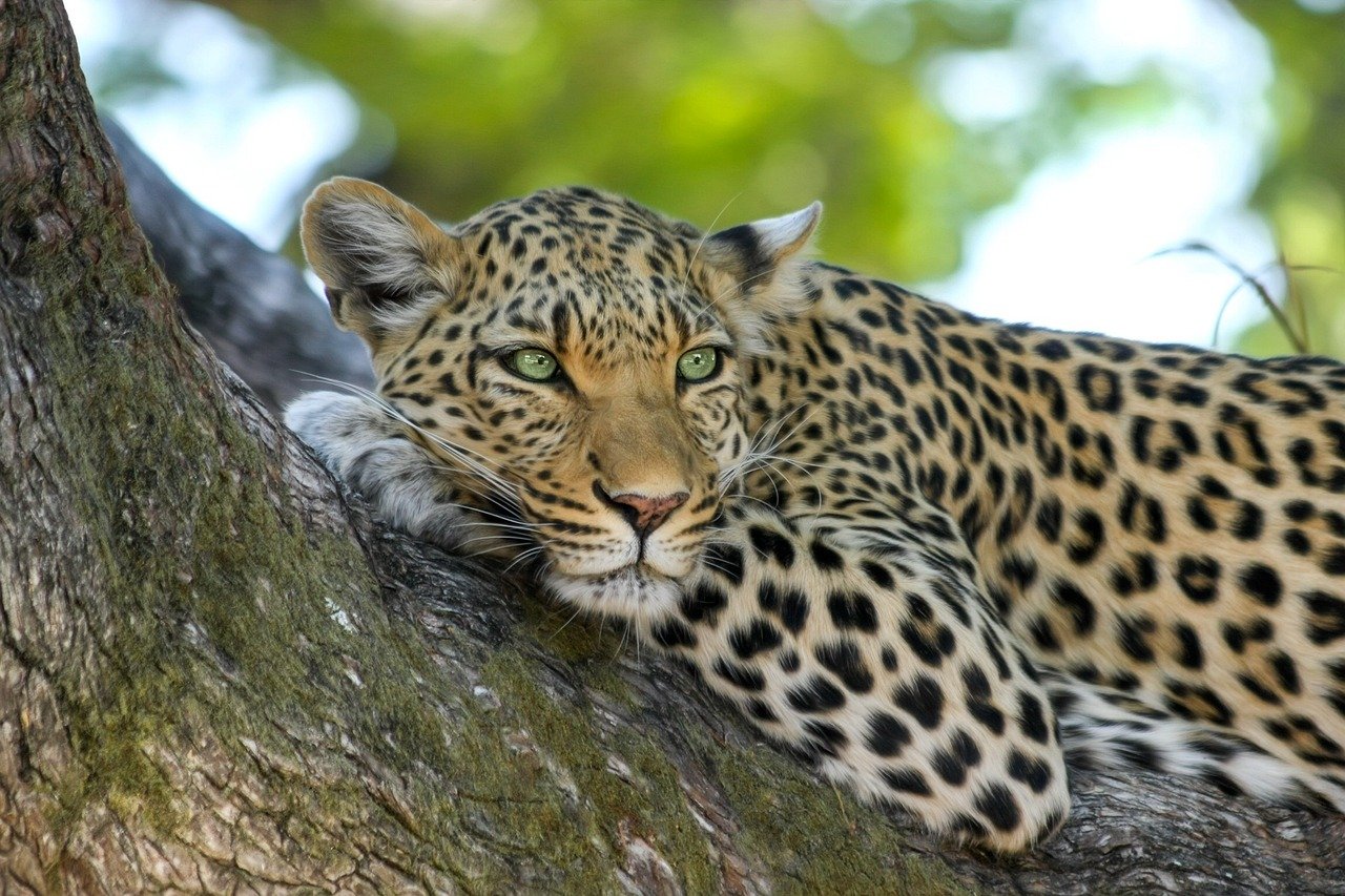 Clouded Leopards: The Arboreal Acrobats (image credits: pixabay)