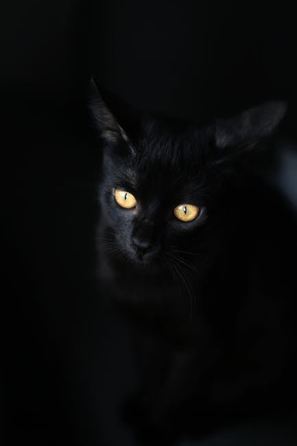 Superior Night Vision: Masters of the Dark (image credits: pexels)