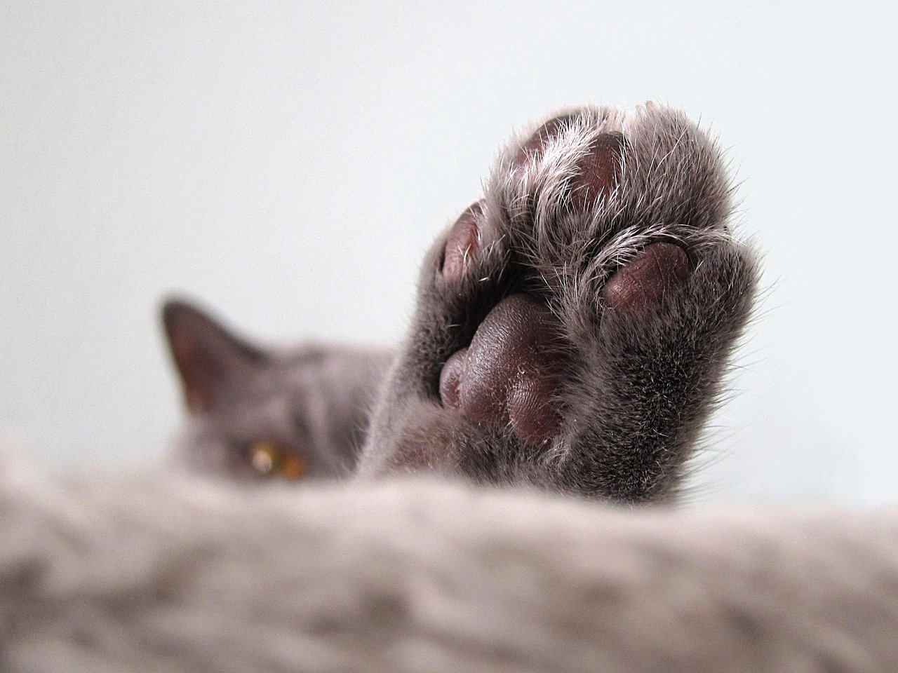 Cats and Their Unique Paw Preferences (image credits: pixabay)