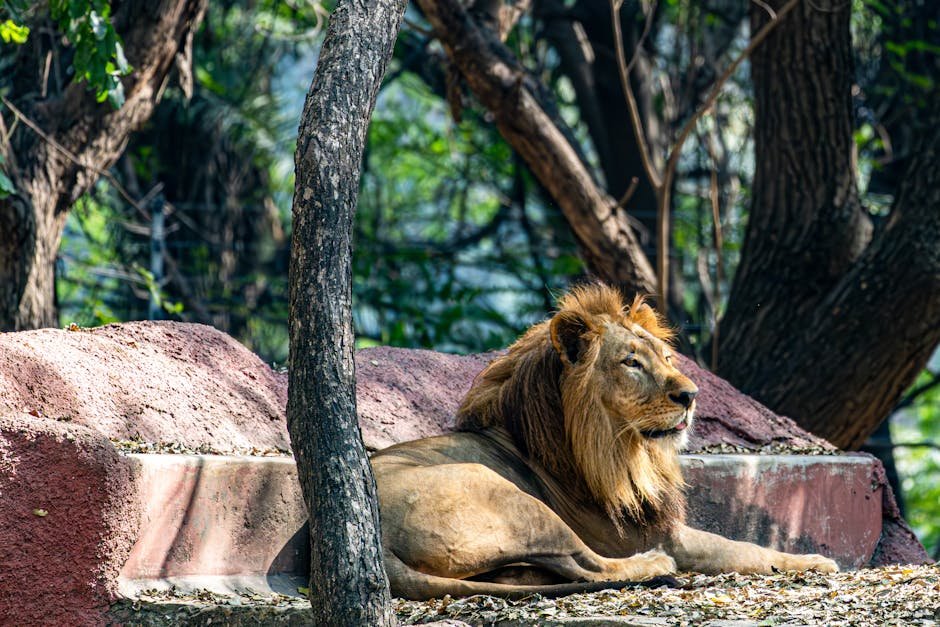The Regal African Lion: King of the Savannah (image credits: pexels)