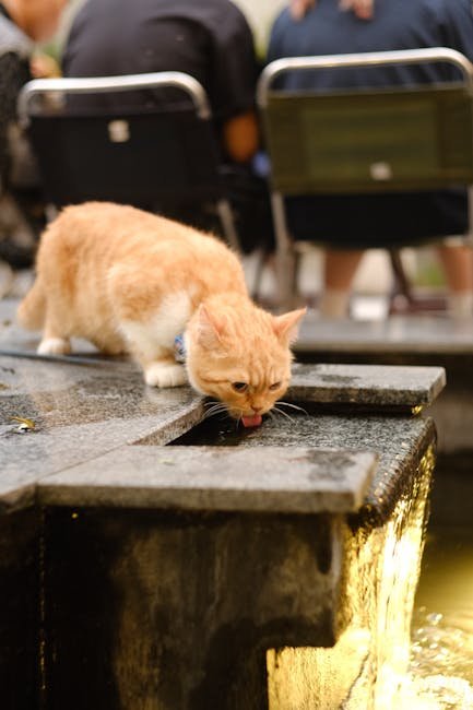 Automatic Water Fountains (image credits: pexels)