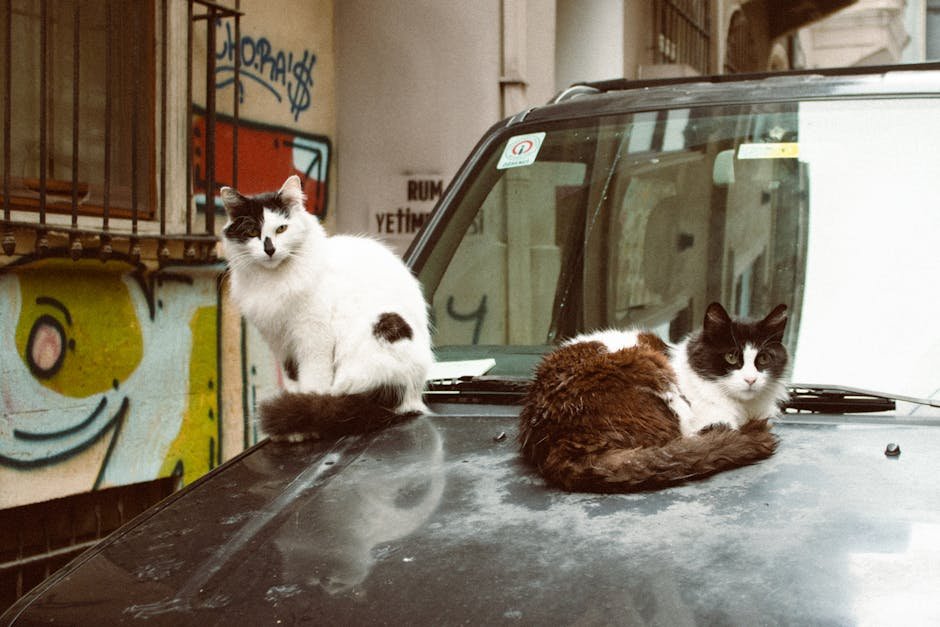 Alley Cat Allies: Advocates for Feline Rights (image credits: pexels)