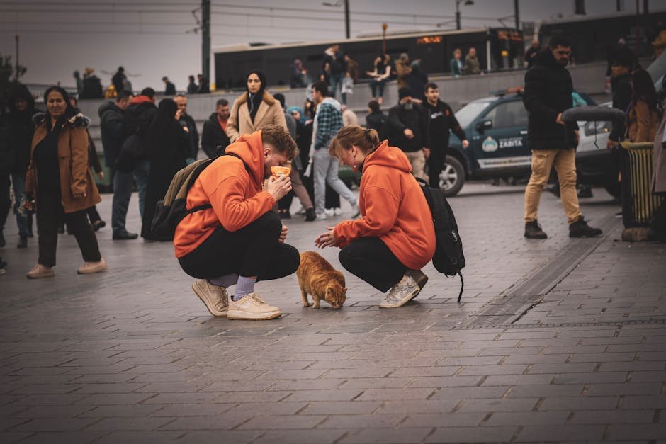 International Cat Care: A Global Commitment to Cat Welfare (image credits: pexels)