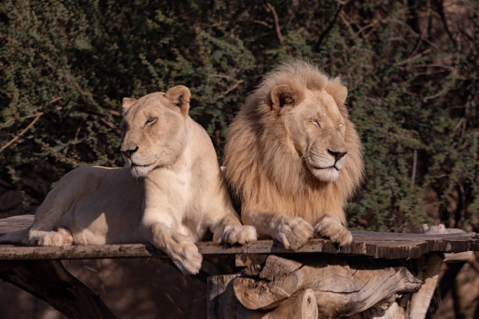 Tiger Haven: A Safe Refuge for Big Cats (image credits: pexels)