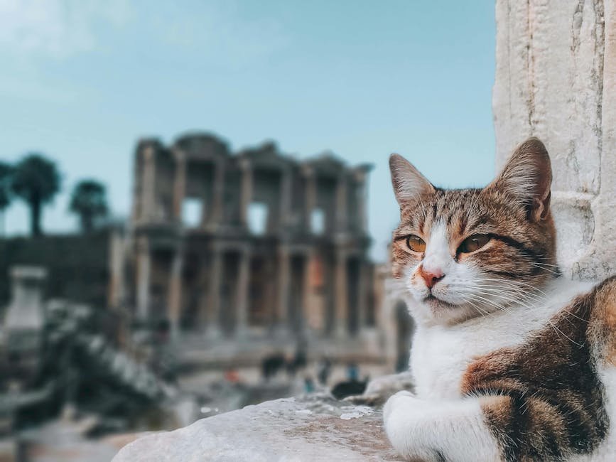 Rome, Italy (image credits: pexels)