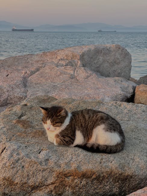 Tashirojima, Japan: The Cat Heaven (image credits: pexels)