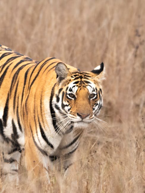 The Untamed Wilderness of Kanha, India (image credits: pexels)