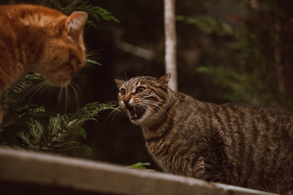 Recognizing and Responding to Emotions (image credits: pexels)