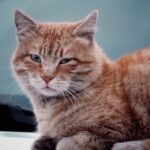 9 Cat Habits That Suggest High Emotional Intelligence