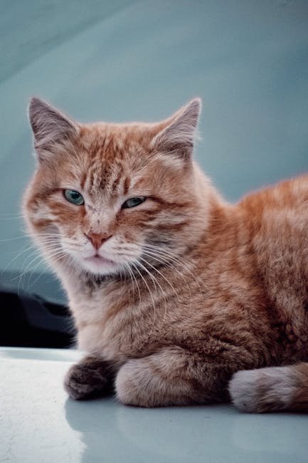 9 Cat Habits That Suggest High Emotional Intelligence