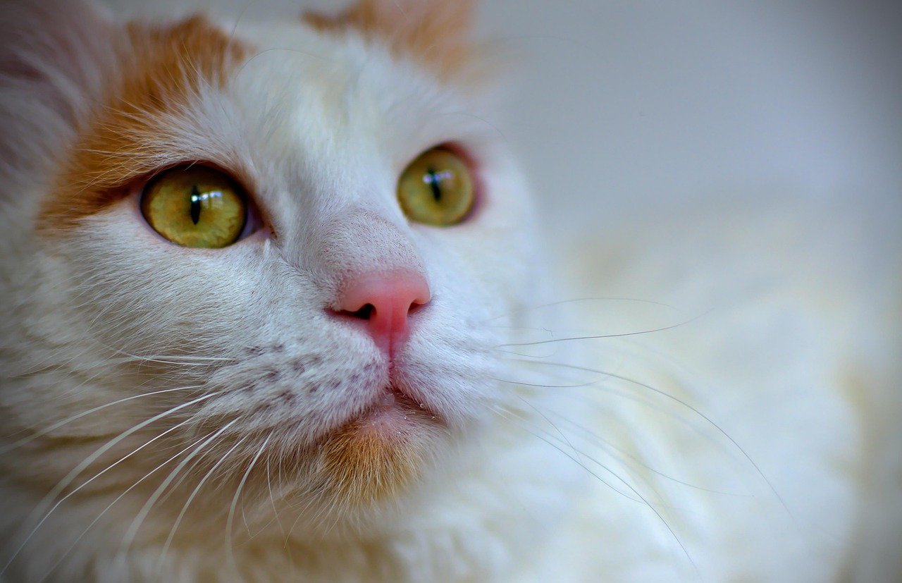 7. Turkish Van Cats: The Water-Loving Problem Solvers (image credits: pixabay)