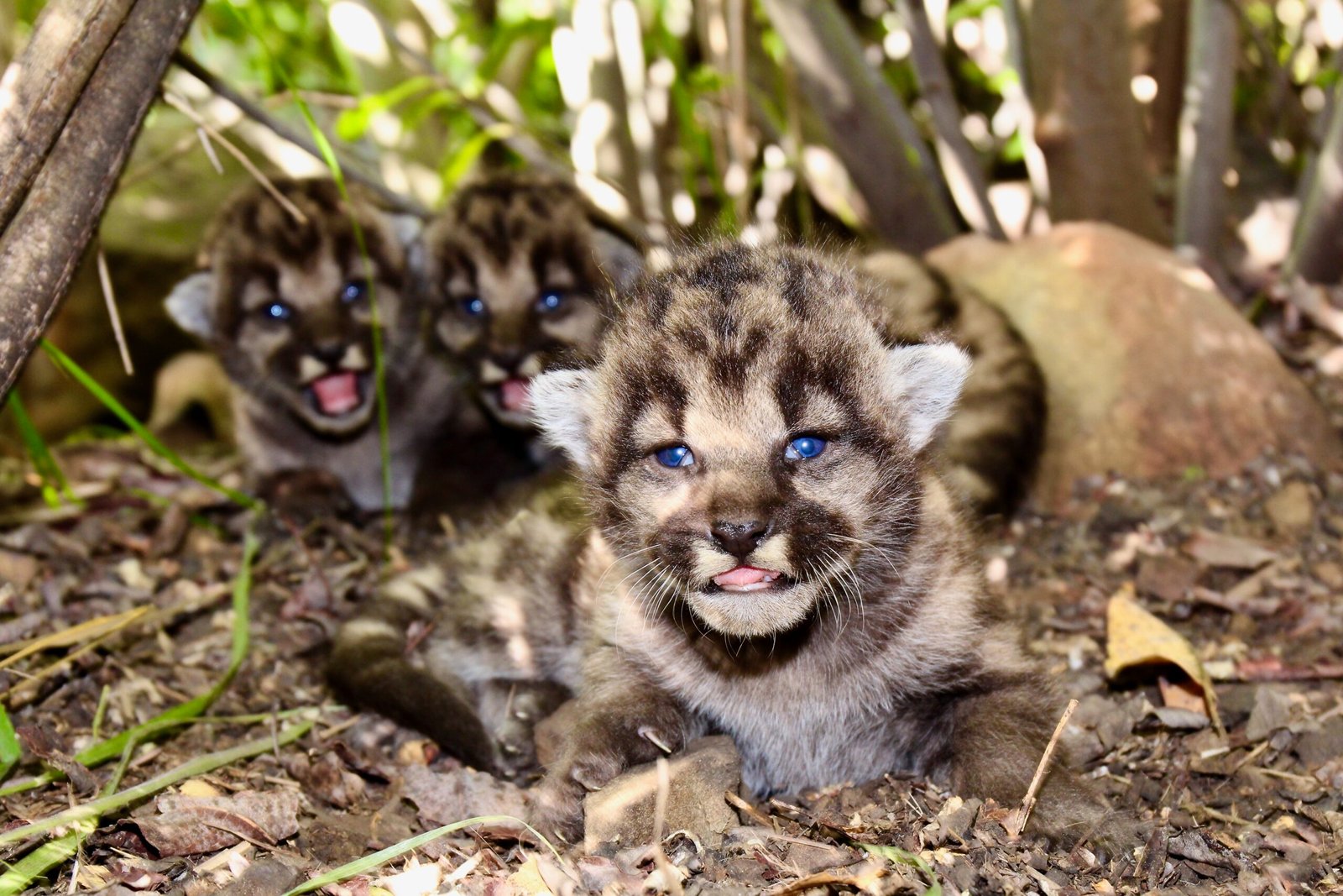 Advancements in Feline Genetic Testing (image credits: wikimedia)