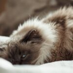 10 Recent Breakthroughs in Cat Genetics Research