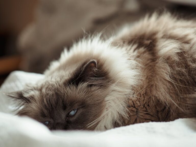 10 Recent Breakthroughs in Cat Genetics Research