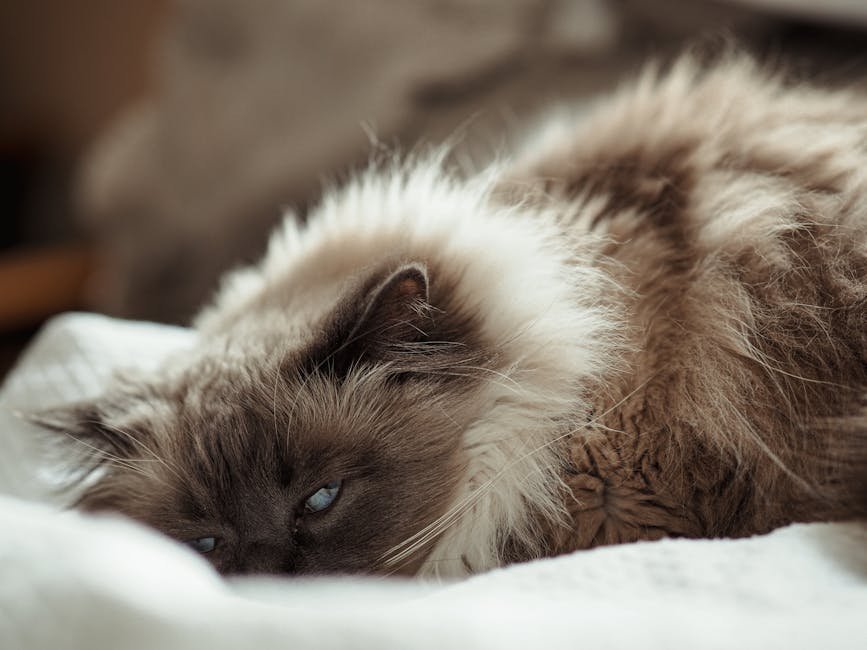 10 Recent Breakthroughs in Cat Genetics Research