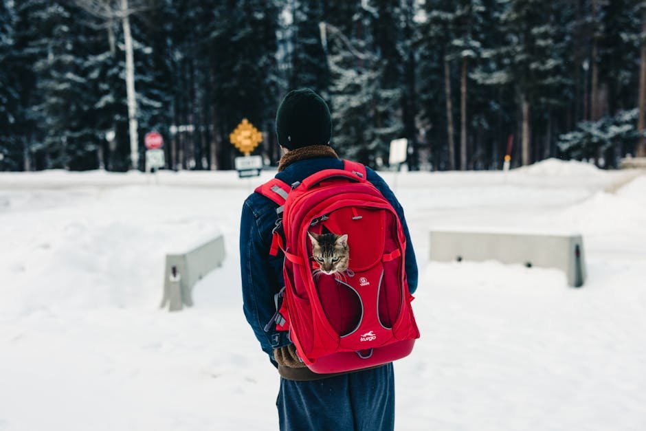 Stress-Free Travel: CatVoyage Essentials (image credits: pexels)