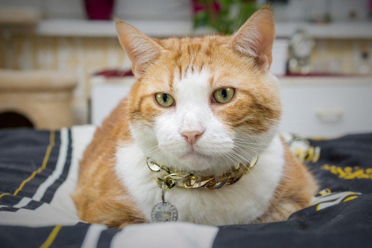 Purrfect Innovations: A New Era of Cat Collars (image credits: pixabay)