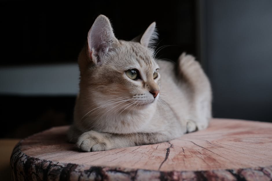 2. Cat Statue on the Charles Bridge, Prague (image credits: pexels)