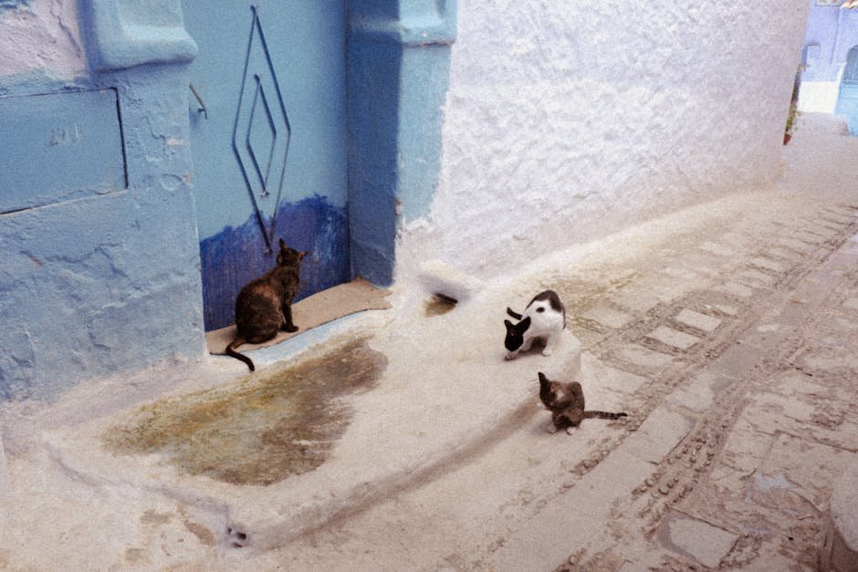 6. Chefchaouen, Morocco: Cats of the Blue City (image credits: pexels)