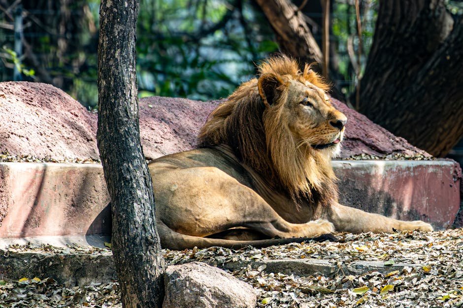 Aslan: The Noble Lion of Narnia (image credits: pexels)