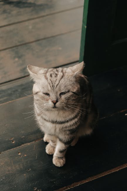 Neko Matsuri in Japan (image credits: pexels)