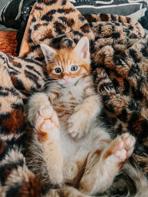 CatCon in Los Angeles (image credits: pexels)