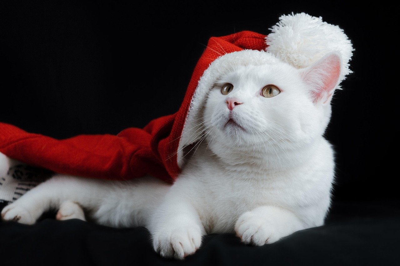 International Cat Festival in Russia (image credits: pixabay)