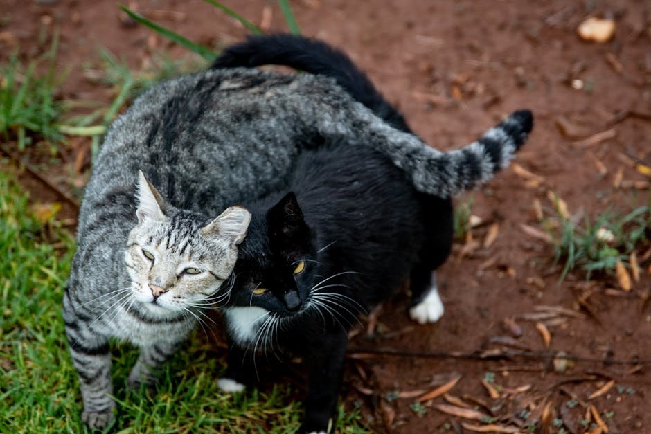 Collaborations: Expanding the Cat Kingdom (image credits: pexels)