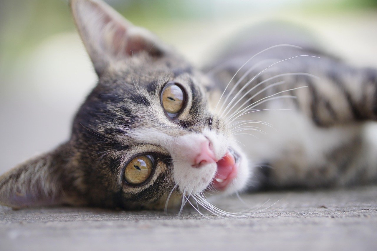 Meow Mix: The Iconic Jingle (image credits: pixabay)